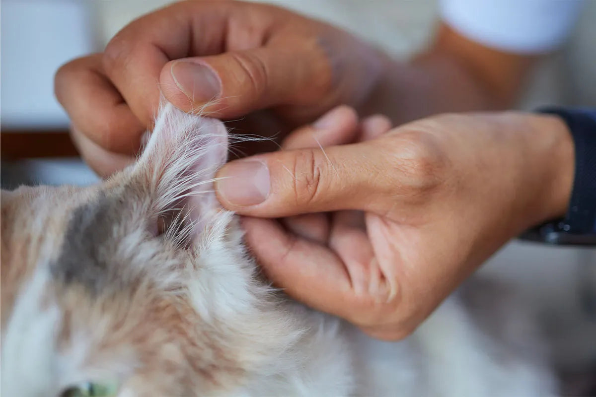 Acari del gatto: come riconoscerli ed eliminarli