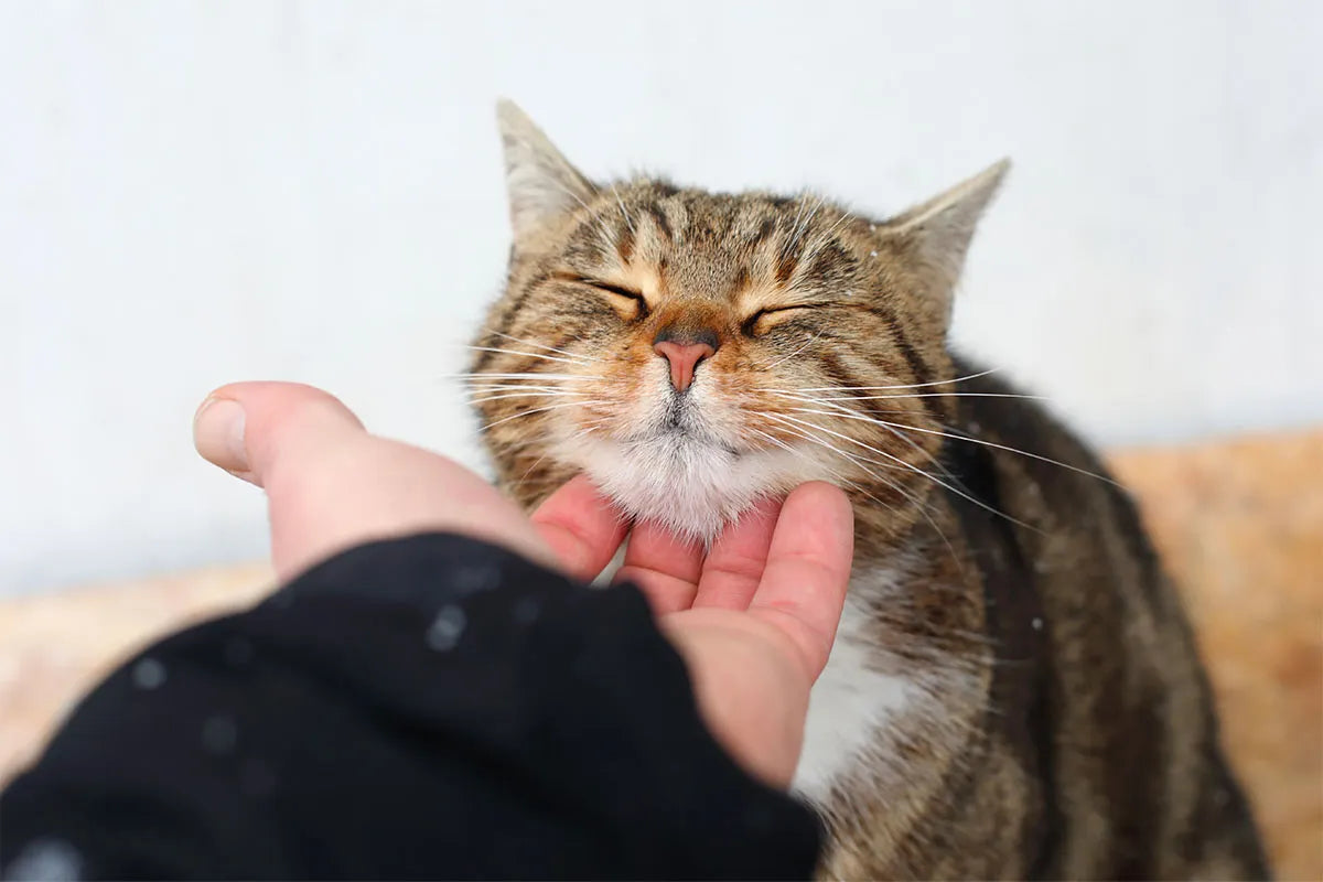 Cura del gatto