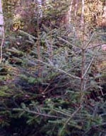 MSA ABIES PECTINATA 50ML-1