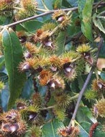 MSA CASTANEA VESCA 50ML-1