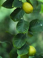 MSA CITRUS LIMONUM 50ML-1