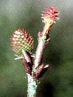 MSA PINUS MONTANA 50ML-1