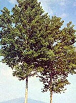 MSA POPULUS NIGRA 50ML-1