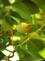 MSA PRUNUS AMYGDALUS 50ML-1