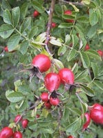 MSA ROSA CANINA 50ML-1