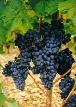MSA VITIS VINIFERA 50ML-1