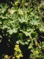 TSA ALCHEMILLA VULGARIS 50ML-1
