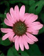 TSA ECHINACEA ANGUSTIFOLIA50ML-1