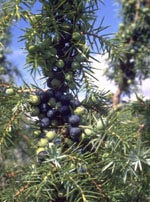 TSA JUNIPERUS COMMUNIS 50ML-1