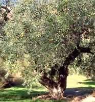 TSA Olea Europea 50ml  - 1
