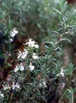 TSA ROSMARINUS OFFICINALIS50ML-1