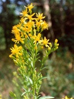 TSA SOLIDAGO VIRGAUREA 50ML-1