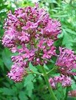 TSA VALERIANA OFFICINALIS 50ML-1