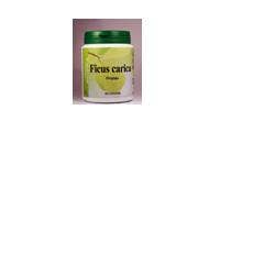 FICUS CARICA 60CPS-1