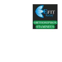 ORTHOSIPHON STAMINEUS EF 30ML-1