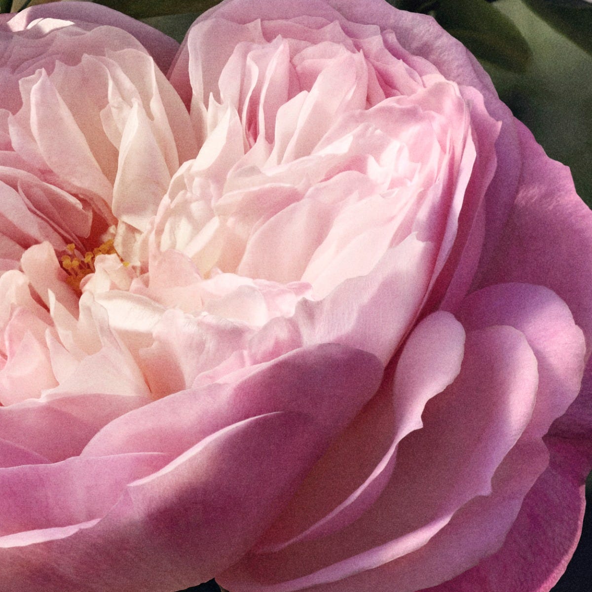 Chloé Rose Naturelle 150 ml Refill
