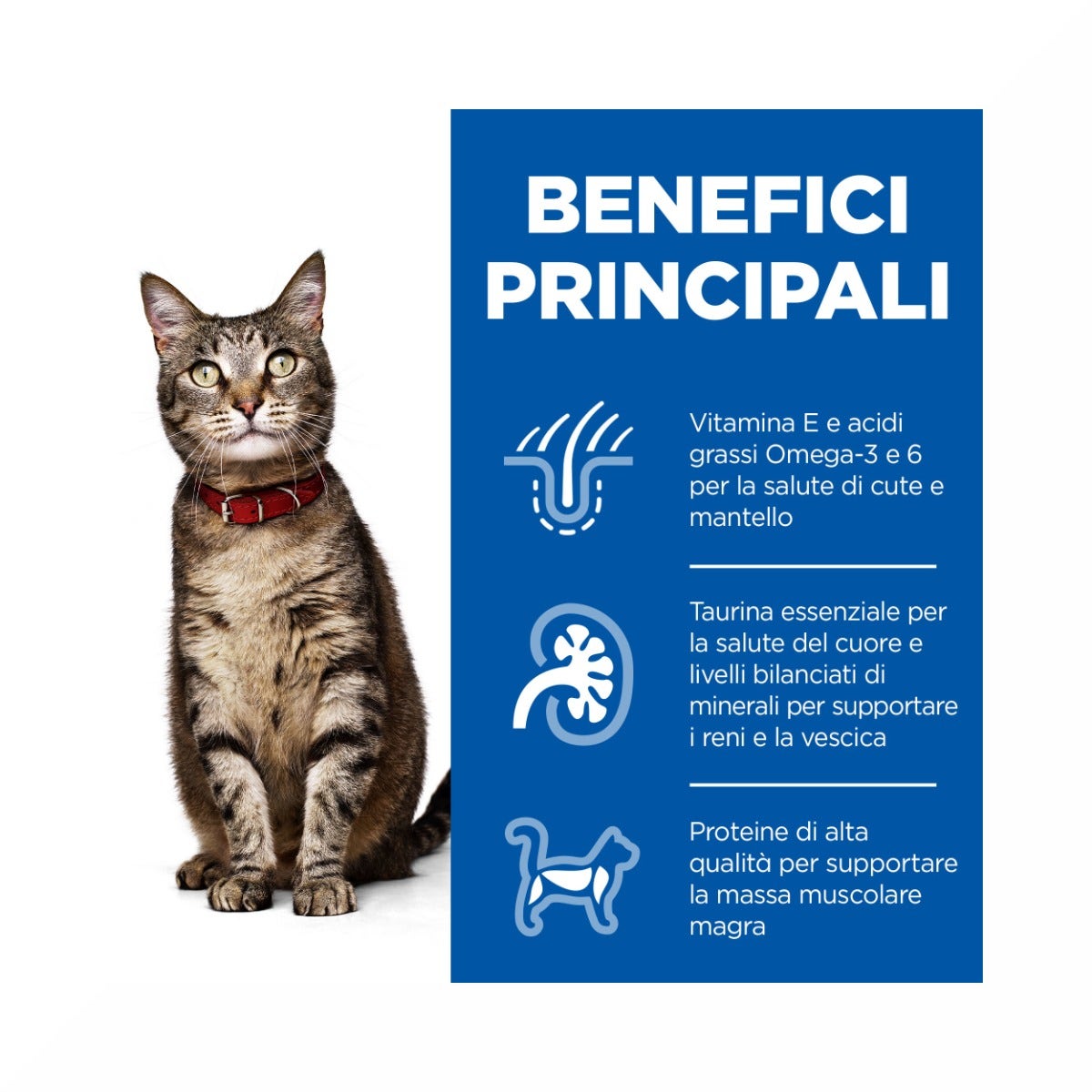 Hill's Science Plan Adult Crocchette per Gatti al Pollo 10Kg-4