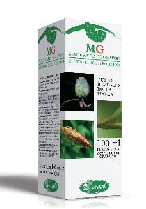 Betula Verrucosa 100ml-2