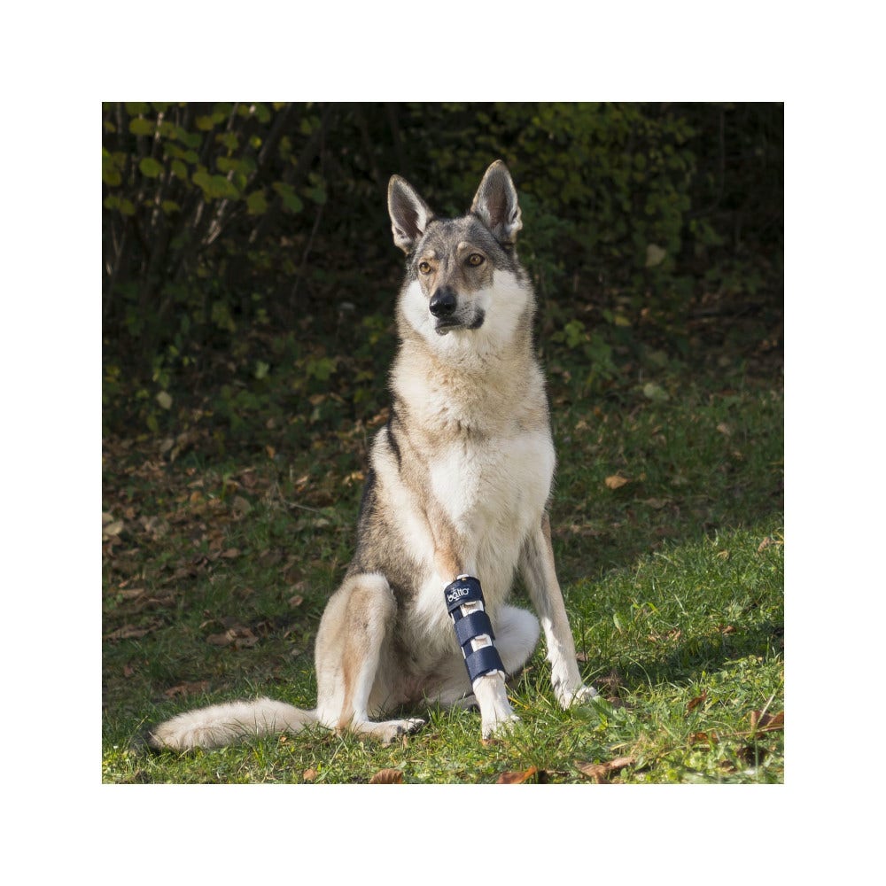 Balto BT Bone Tutore per Fratture della Zampa Anteriore Taglia M-2