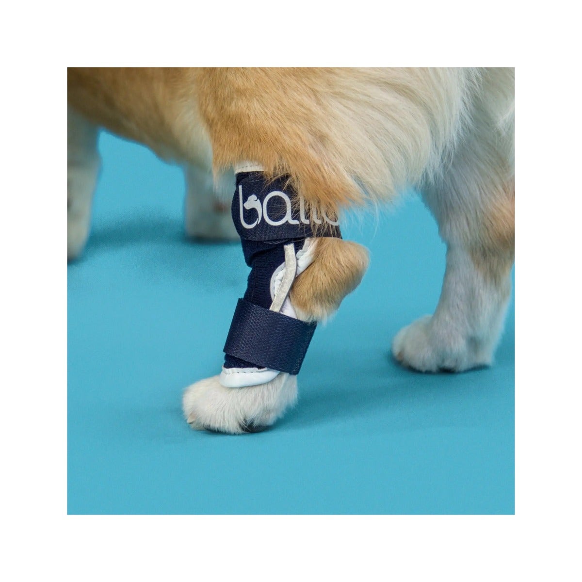 Balto BT Hock Tutore Per Garretto Taglia S-3