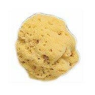 Spugna Naturale Fori Larghi 8/9cm 1 Pezzo-1